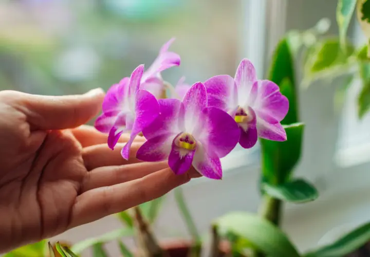 Une main caresse délicatement une orchidée violette, symbole de beauté et de luxe.