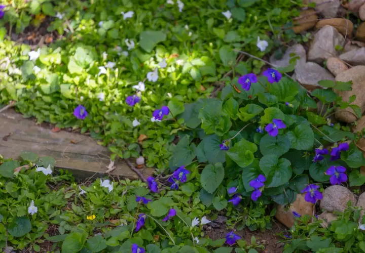 Des violettes bleues et des petites fleurs blanches poussent dans un parterre de verdure, bordé de pierres.