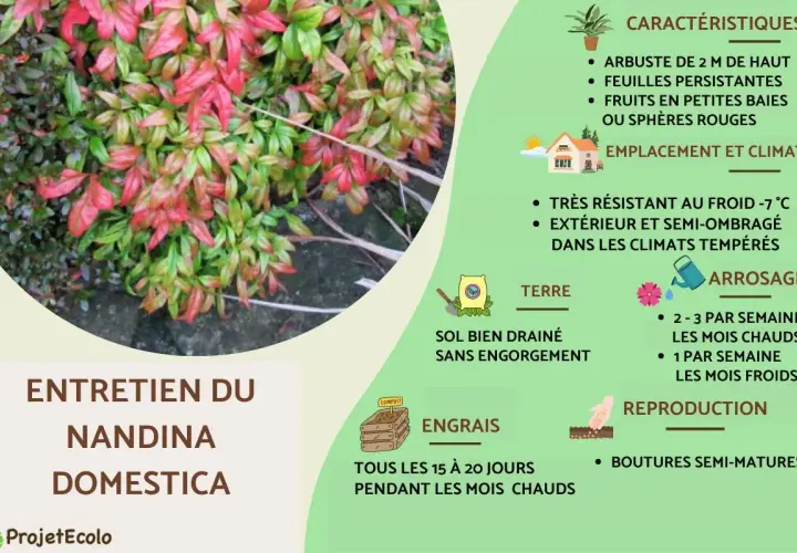 Feuillage rouge et vert d'un bambou sacré (Nandina domestica), avec des conseils d'entretien.