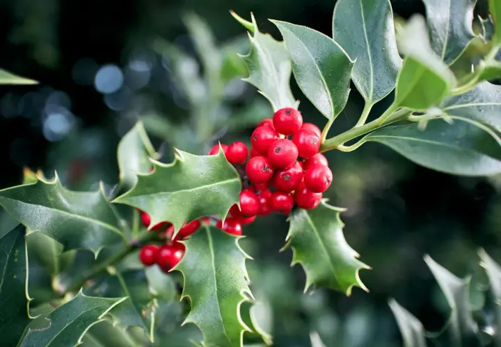 Un bouquet de gui et houx aux baies rouges vives et aux feuilles vertes piquantes, évoquant l'esprit de Noël.