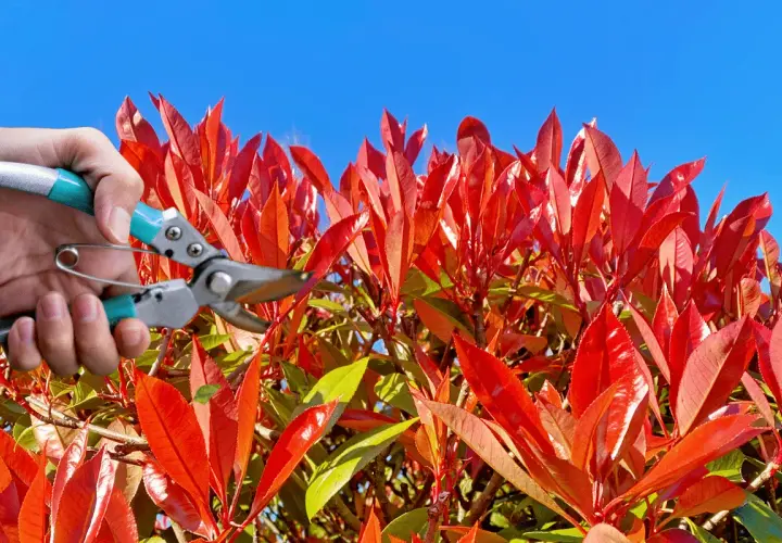 Main d'un jardinier tenant un sécateur pour la taille d'un photinia aux feuilles rouges vives sous un ciel bleu.