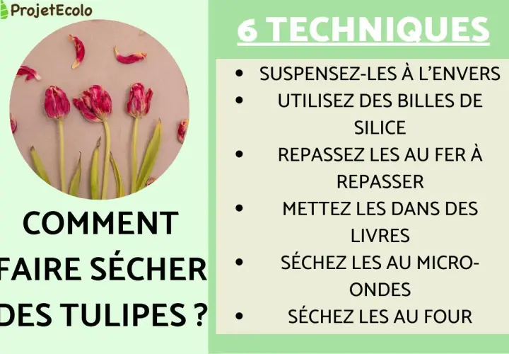 Comment faire sécher des tulipes : 6 techniques illustrées, dont suspendre à l'envers ou utiliser des billes de silice.