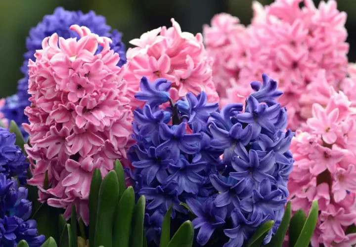 Un bouquet de jacinthes d'Orient roses et bleues, aux grappes florales denses et parfumées, émerge de feuilles vertes.
