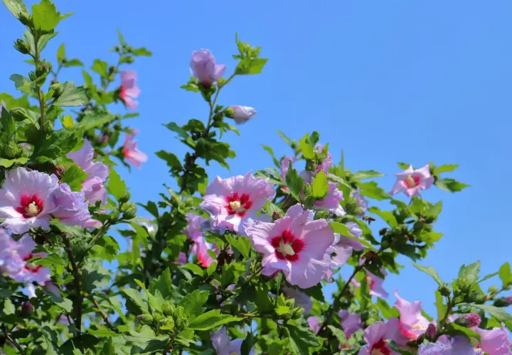 Arrosage hibiscus sous un ciel bleu. Les fleurs roses et violettes s'épanouissent, une abeille butine.