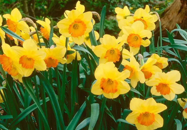 Un bouquet de narcisses des bois aux pétales jaunes vifs et aux corolles orangées, émergeant d'un feuillage vert profond.