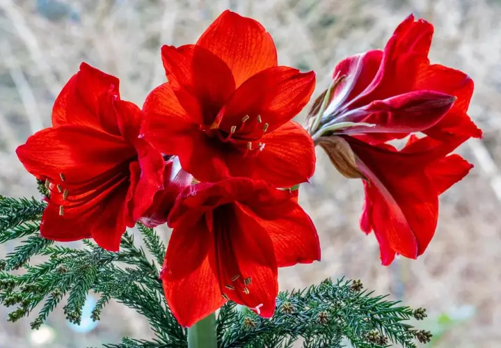 Magnifiques amaryllis rouges, symboles de beauté et de fierté. Leurs pétales veloutés s'épanouissent avec éclat, évoquant la signification de l'amaryllis.