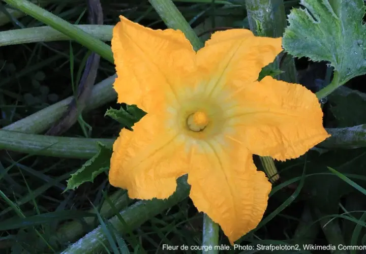Une magnifique fleur de courge mâle, d'un jaune éclatant, s'épanouit au milieu des tiges et feuilles vertes.