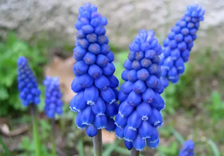 Grappes de muscari à grappe bleues éclatantes, aux petites clochettes blanches au bout, se dressent dans un jardin verdoyant.