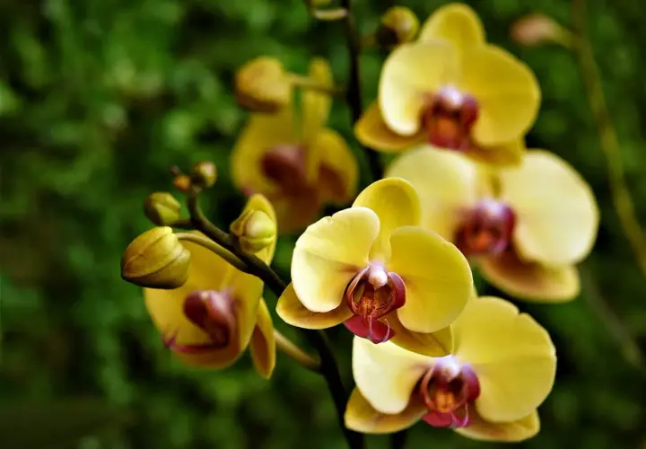 Grappe d'orchidées jaunes, symbolisant la joie et l'amitié. Leurs pétales délicats contrastent avec le fond vert flou.