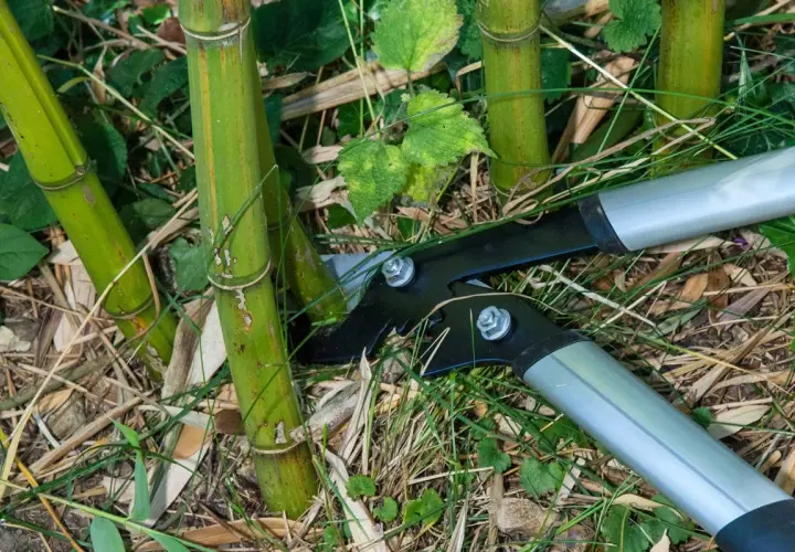 Des sécateurs s'apprêtent à effectuer la taille bambou, coupant une tige verte au milieu d'autres pousses et de feuilles mortes.