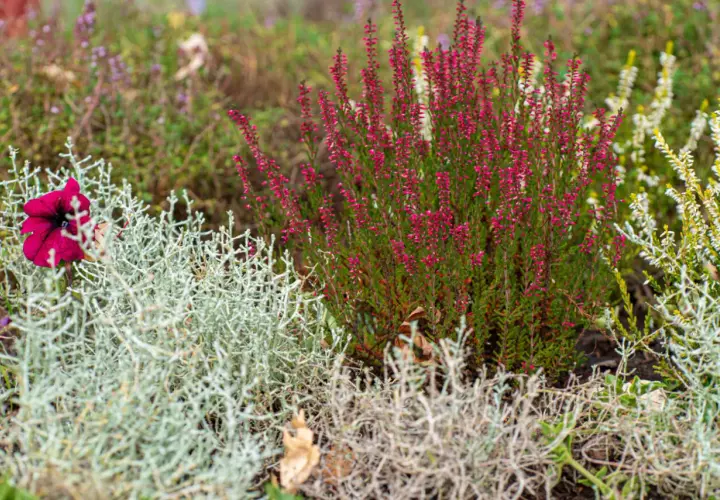 Un bouquet de bruyère rose vif et une fleur pourpre solitaire se dressent dans un jardin, une belle plante verte d'extérieur.