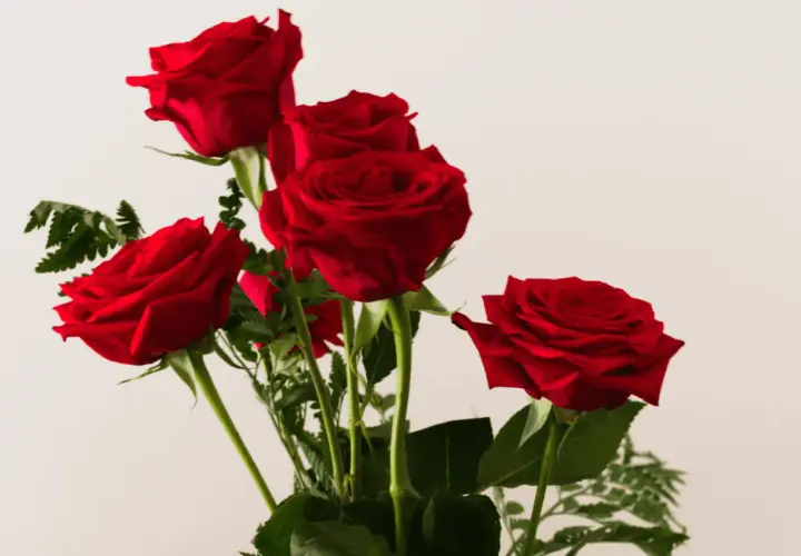 Cinq roses rouges, symbole d'amour passionné. Un bouquet pour exprimer des sentiments profonds.