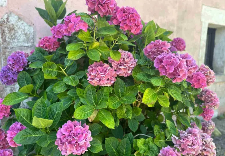Gros plan sur des hortensias roses et violets luxuriants. Le feuillage vert vif contraste avec les fleurs. Idéal pour savoir que mettre au pied des hortensias.