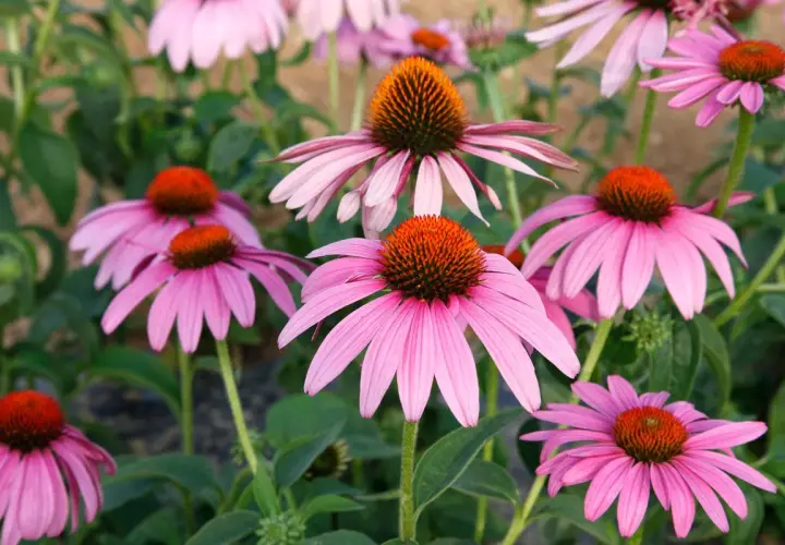 Un parterre de fleurs d'Echinacea purpurea aux pétales roses vifs et aux cœurs orange.