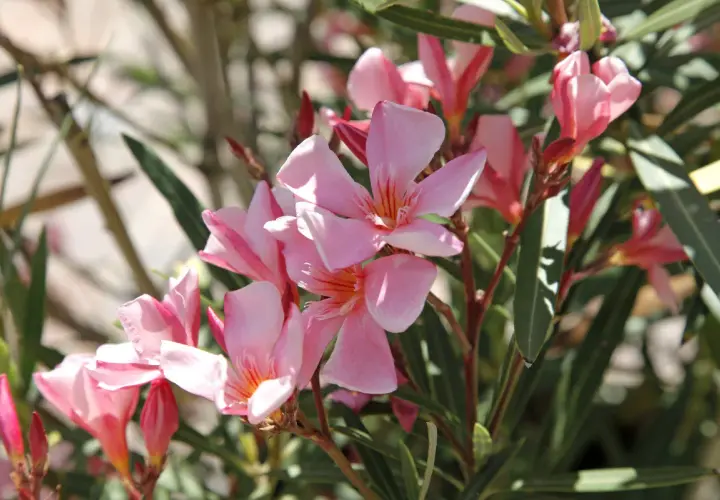 Gros plan sur une **exposition laurier rose** aux fleurs roses vives et aux feuilles vertes.