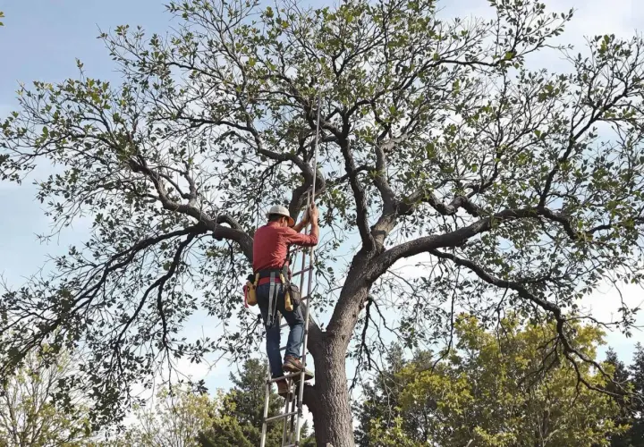 Un élagueur grimpe à l'échelle pour la taille d'un olivier majestueux, ses branches s'étendant sous un ciel bleu.