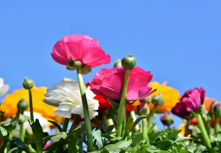 Renoncules roses et blanches sous un ciel bleu. La renoncule signification : éclat et charme.