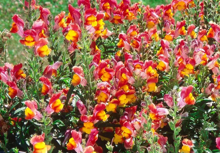 Un champ de fleurs gueule de loup aux teintes roses et jaunes éclatantes, leurs pétales s'ouvrant comme de petites bouches sur un fond verdoyant.