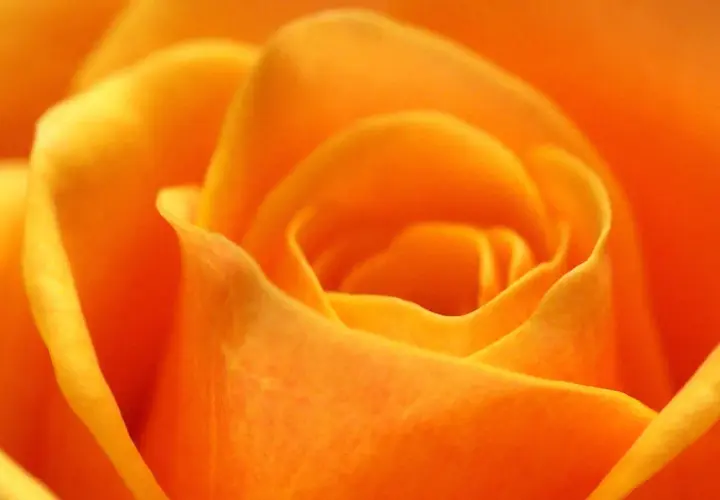 Gros plan sur une rose orange aux pétales veloutés. La rose orange symbolise la passion et l'enthousiasme.