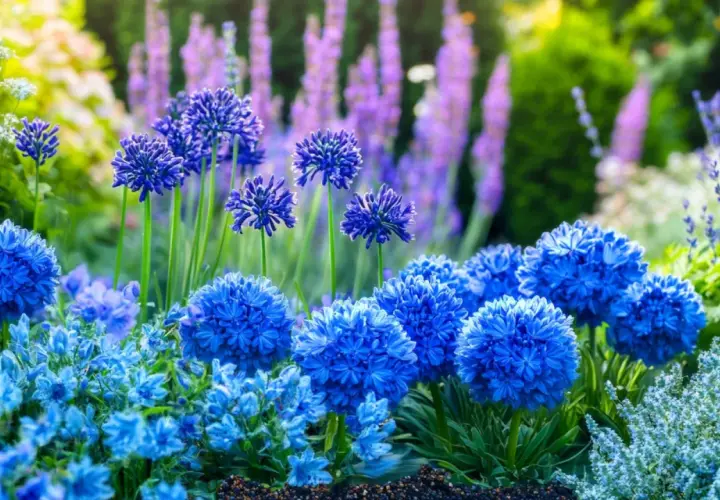 Un parterre de fleurs bleues éclatantes, avec des boules de fleurs bleues intenses et des grappes plus petites, baignant dans la lumière du soleil.