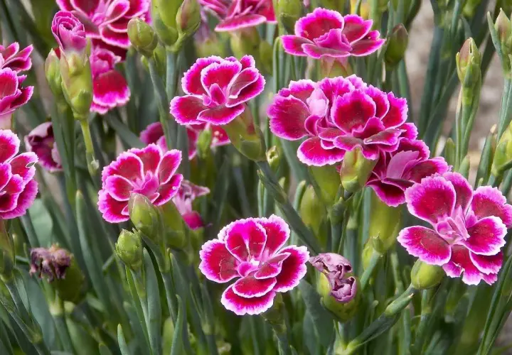 Un bouquet d'œillet, dont le nom latin est Dianthus, aux pétales rose vif bordés de blanc.