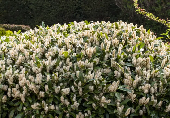 Un buisson de laurier cerise en pleine floraison, ses grappes de fleurs blanches créent un nuage vaporeux sur le feuillage vert foncé.