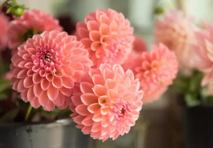Un bouquet de fleurs dahlia roses, aux pétales délicats et concentriques, évoque la douceur d'un après-midi d'été.