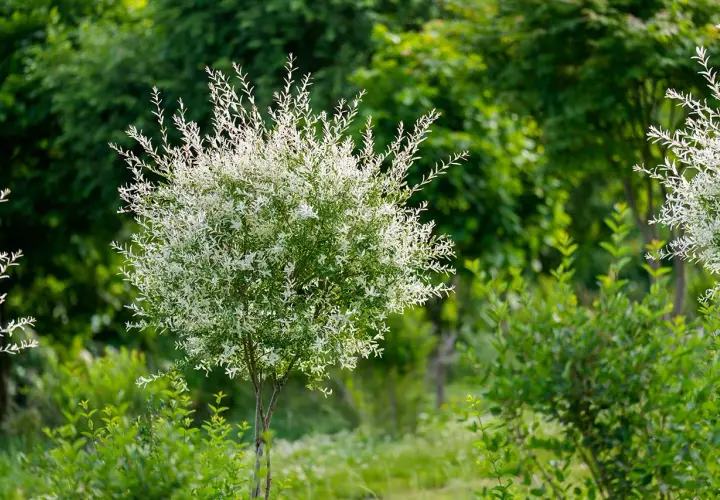 Un saule crevette aux feuilles blanches et vertes, taillé en boule, se dresse au milieu d'une végétation luxuriante.