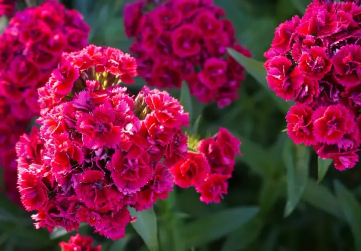 Grappes de fleurs d'œillet rouge vif, un symbole de passion et d'amour, se détachant sur un fond de verdure douce.