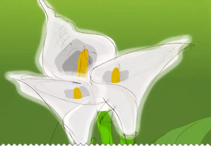 Trois callas porte-bonheur aux pistils jaunes sur fond vert dégradé.
