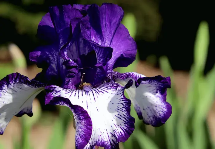 Magnifique iris fleur aux pétales violets et blancs, veinés de pourpre. Une merveille de la nature.