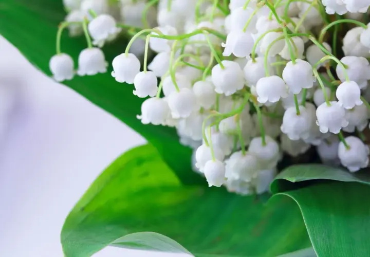 Un bouquet de muguet blanc et délicat, avec ses feuilles vertes. Pour savoir comment conserver le muguet, il faut le mettre dans l'eau fraîche.