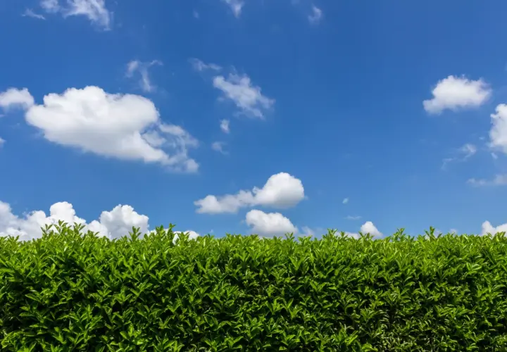 Une haie persistante d'un vert éclatant sous un ciel bleu parsemé de nuages blancs.