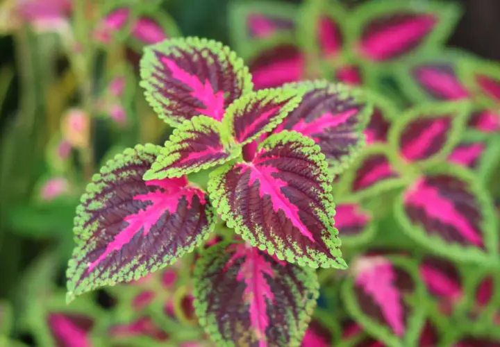 Plante aux feuilles vibrantes, un mélange de rouge profond, de rose vif et de bordures vert citron.