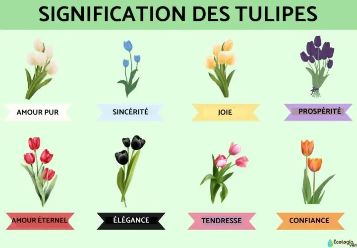 Illustration de tulipes de différentes couleurs, chacune symbolisant une signification spirituelle : amour pur, sincérité, joie, prospérité, amour éternel, élégance, tendresse et confiance.