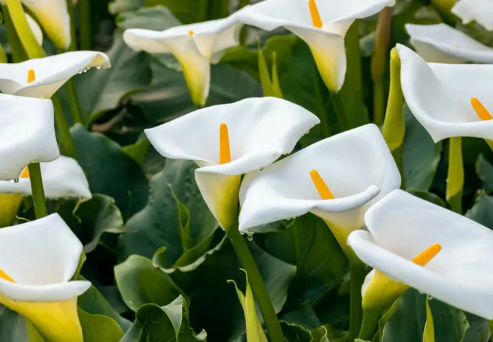 Un parterre de callas blancs aux pistils jaunes, leurs pétales délicatement courbés, semblent prêts à accueillir la rosée du matin.