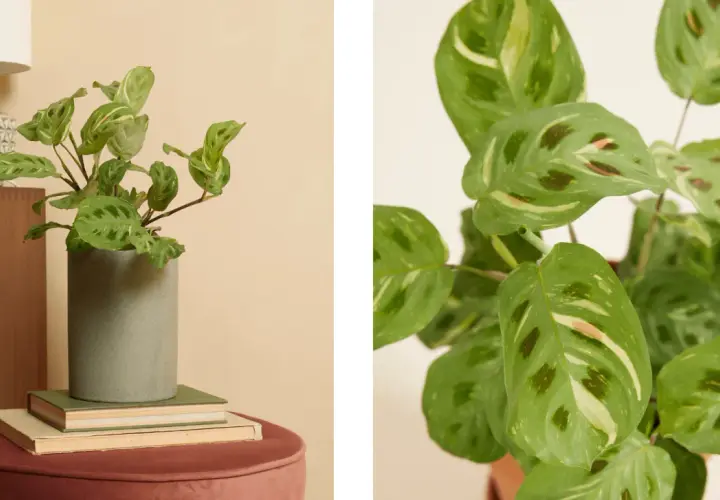 Plante chat aux feuilles vertes et crème, posée dans un pot gris sur des livres.