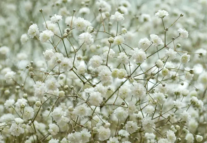 Un nuage de petites fleurs blanches, comme une brume délicate. Ces gypsophiles semblent danser sur leurs fines tiges.