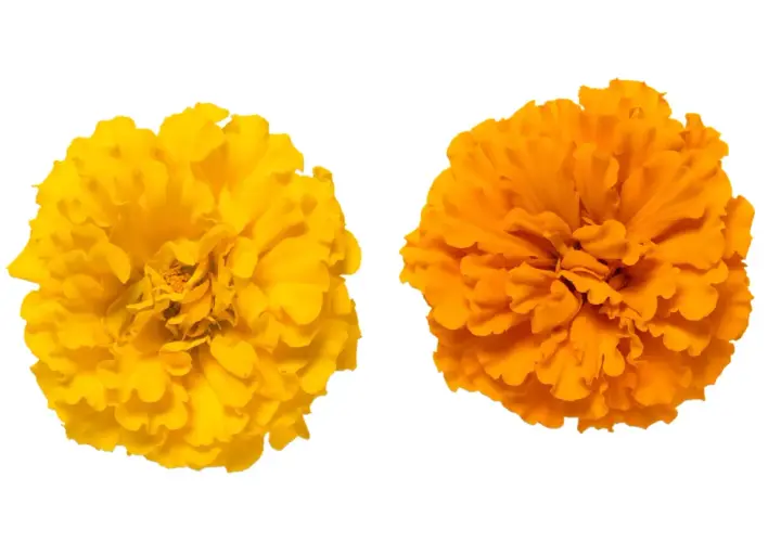 Deux œillets, un jaune vif et un orange éclatant, symbolisent la joie et la chaleur. L'œillet jaune signification est souvent liée au soleil et à l'optimisme.