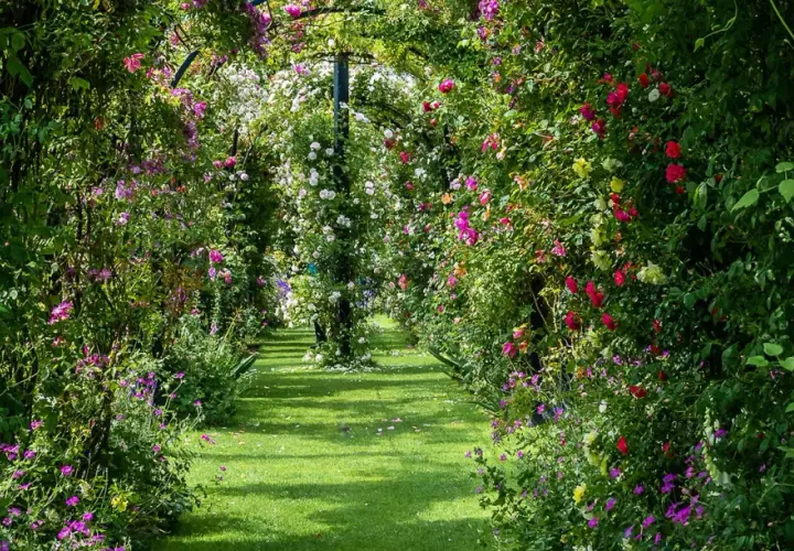 Un chemin de jardin verdoyant bordé d'une luxuriante plante grimpante ombre, ornée de roses roses, rouges et blanches.
