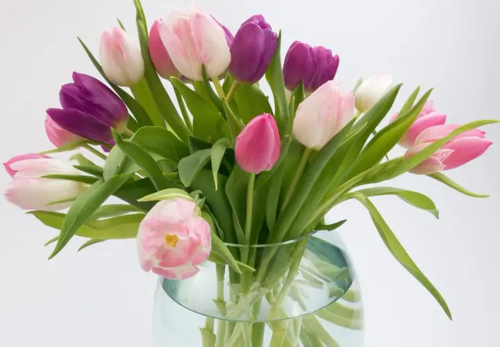 Un bouquet de tulipes ouvertes, roses et violettes, dans un vase en verre.