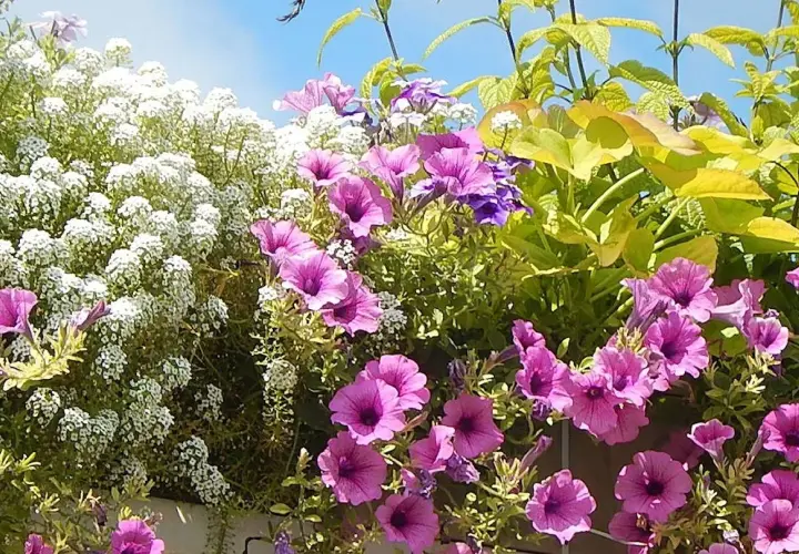 Un balcon fleuri baigné de soleil, avec des pétunias roses vifs, des petites fleurs blanches et des feuilles vertes lumineuses. Parfaites plantes pour balcon plein soleil.