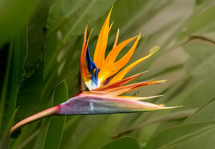 Oiseau du paradis fleur coupée, aux couleurs vives orange, bleue et violette, se détachant sur un fond de feuilles vertes.