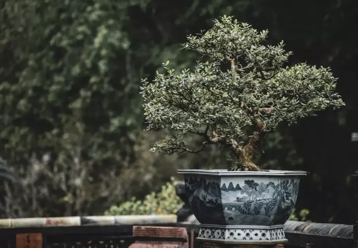 Un bonsaï aux feuilles denses dans un pot orné de paysages bleus et blancs. Quelle terre pour un olivier ? Ce petit arbre, plein de caractère, invite à la contemplation.