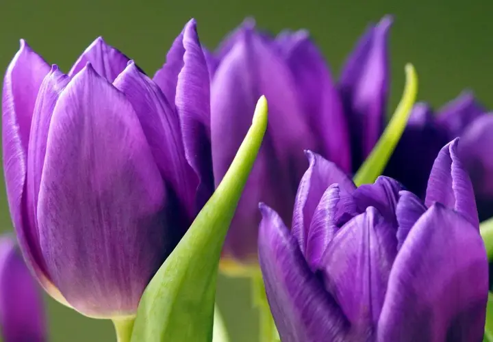 Trois tulipes violettes, symbolisant la royauté et la passion. Leurs pétales veloutés s'ouvrent doucement sur un fond vert doux.