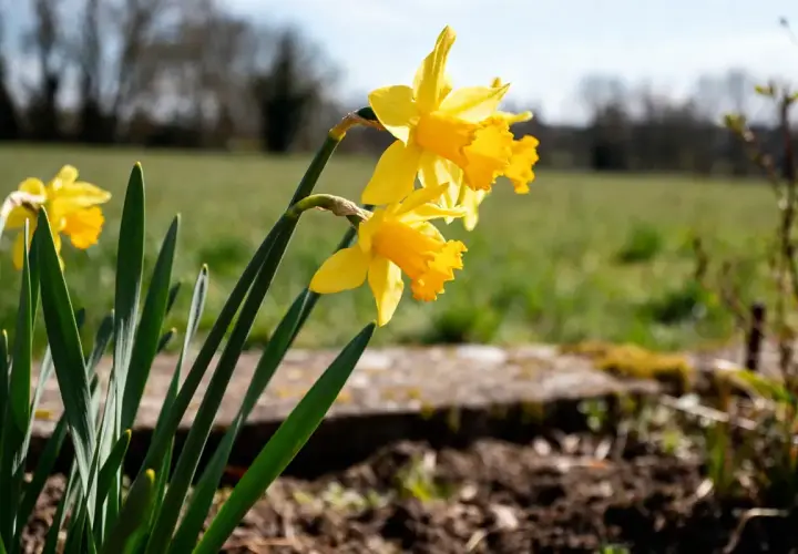 Trois jonquilles jaunes éclatantes se dressent fièrement dans un champ verdoyant, annonçant le retour du printemps.