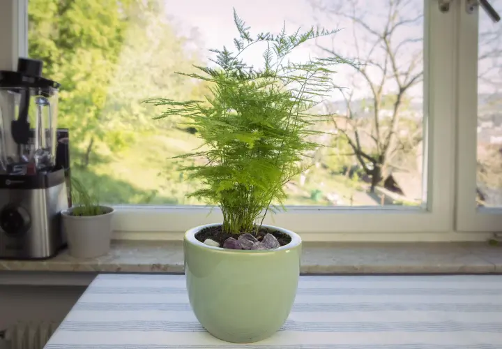 Une plante d'asparagus aux feuilles délicates et vertes, posée sur une table à côté d'un mixeur, avec une vue sur un jardin verdoyant par la fenêtre.