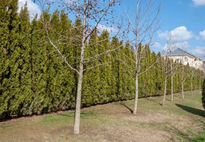 Une haie anti bruit dense et verte borde un jardin avec des arbres dénudés. Au loin, une maison avec un toit bleu.