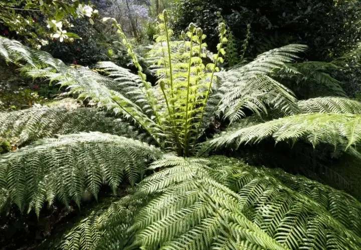 Un majestueux fougère arborescente déploie ses frondes luxuriantes dans un jardin verdoyant, baigné de lumière.