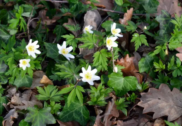 Fleurs anemone blanches éclosent parmi le lierre et les feuilles mortes, annonçant le printemps.